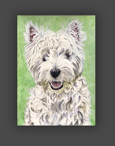 Unmounted print of a westie 